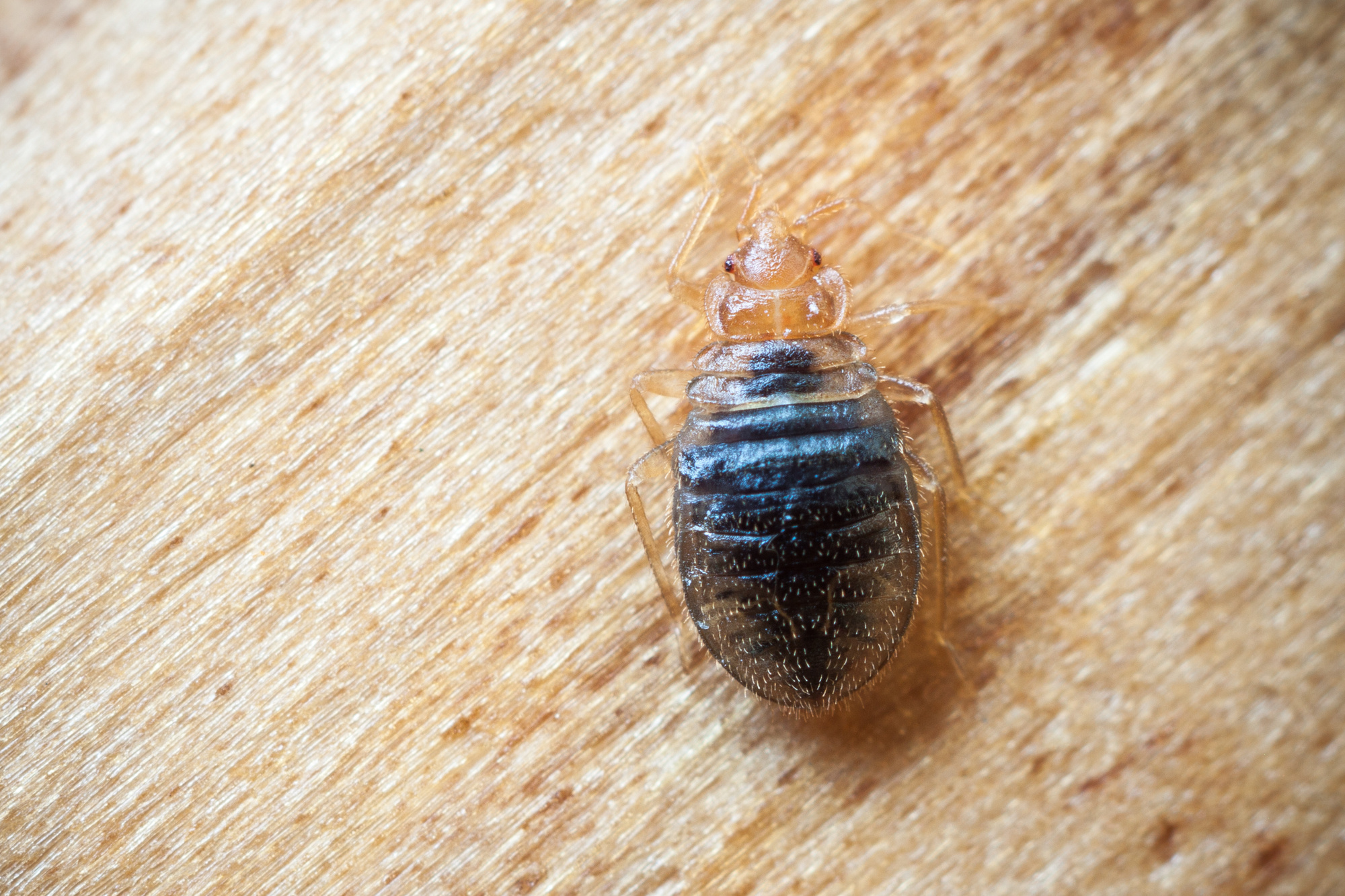can bed bugs come in new mattresses